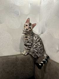 Бенгальські кошенята, Бенгальские котята, хлопчик на сріблі