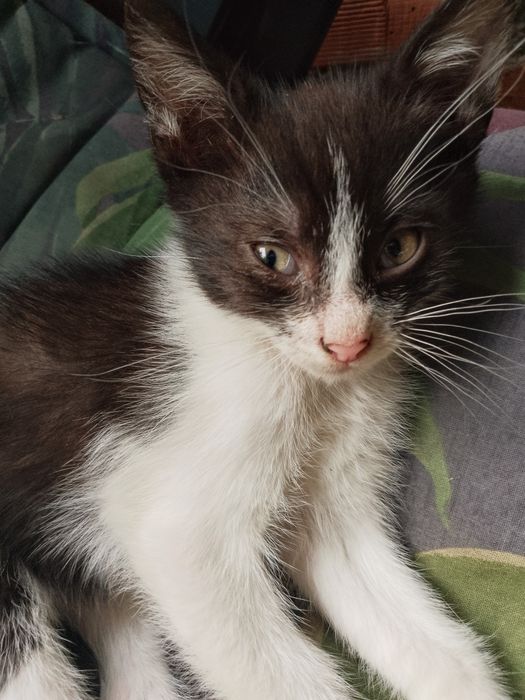 Słodziaki kociaki zapraszają do adopcji! :) Okolice Nowego Sącza!