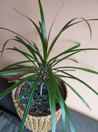 Dracena  kwiat doniczkowy