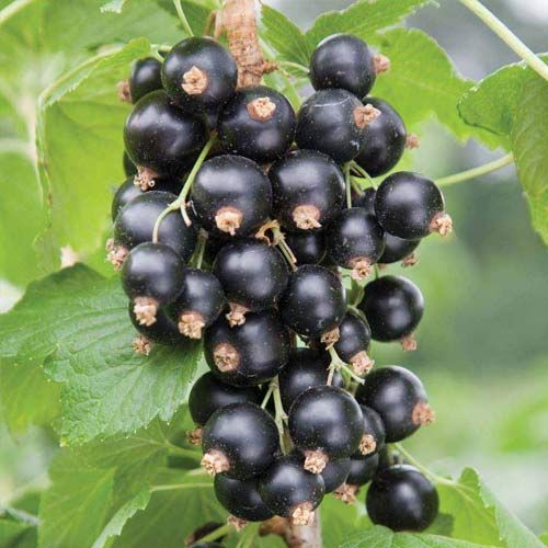 Sadzonki Czerwonej i Czarnej Porzeczki 3 letnie Wiele odmian!Owocujące