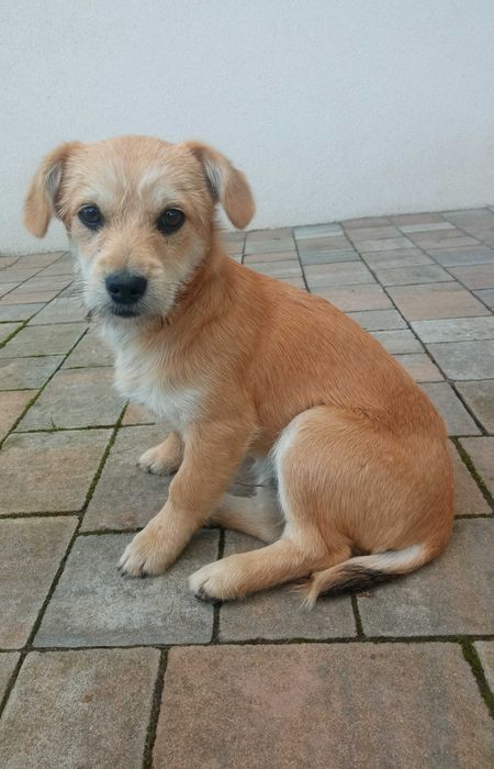 Szczeniak szuka domu