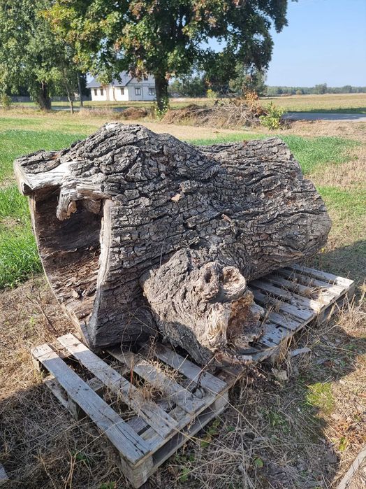 Konar drzewa - na ognisko na wesele