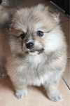 Spitz Alemão Mini ULTIMO Menino