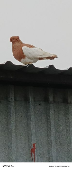 Samiczka Sroczka zulta