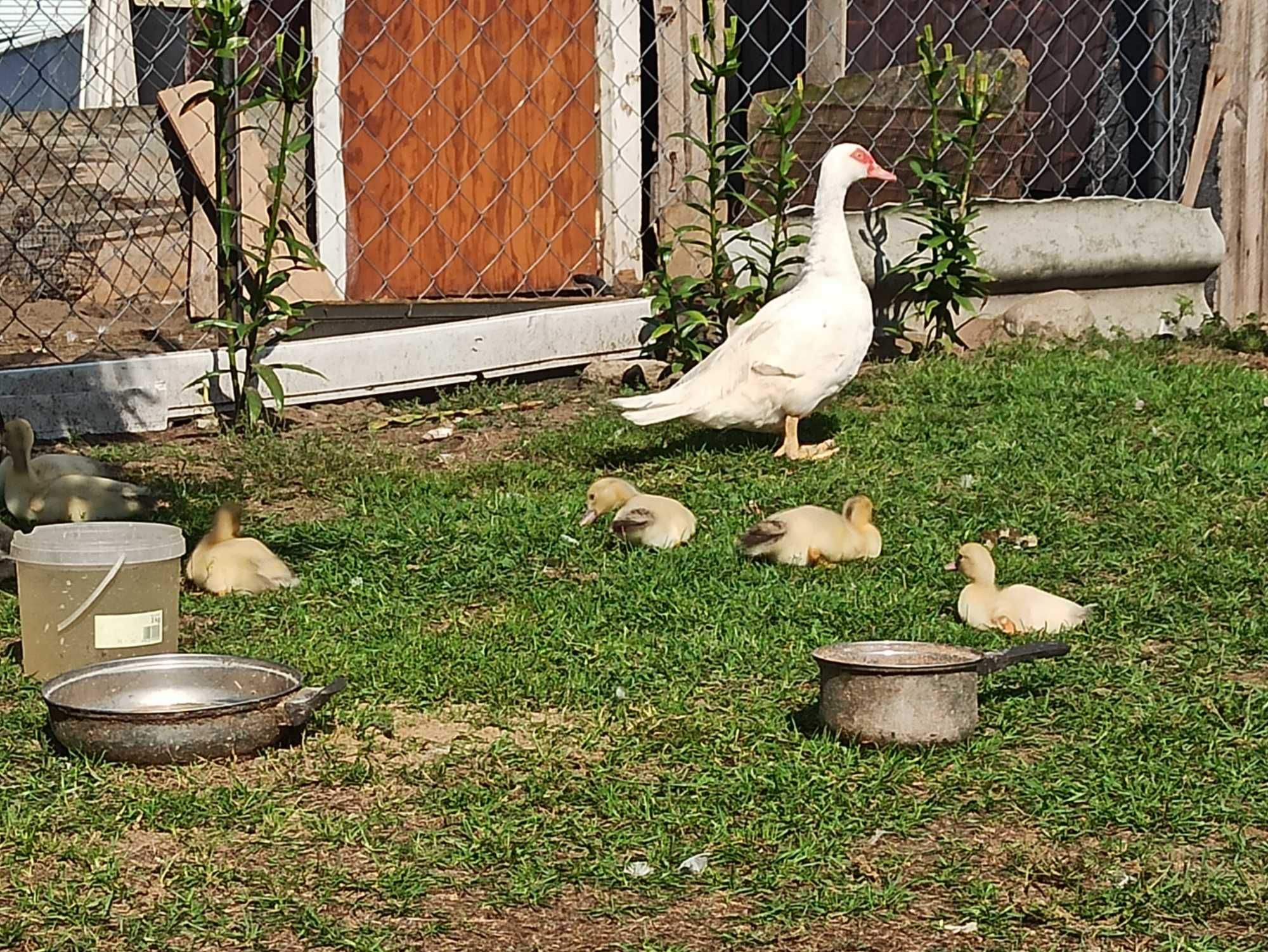 Sprzedam kaczkę z kaczętami