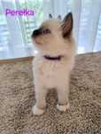 Ragdoll "Perełka" koteczka, rodowód, rezerwacja