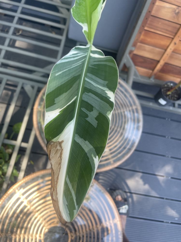 Bananowiec musa AEAE