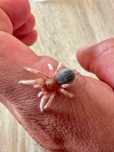 Grammostola rosea red L4