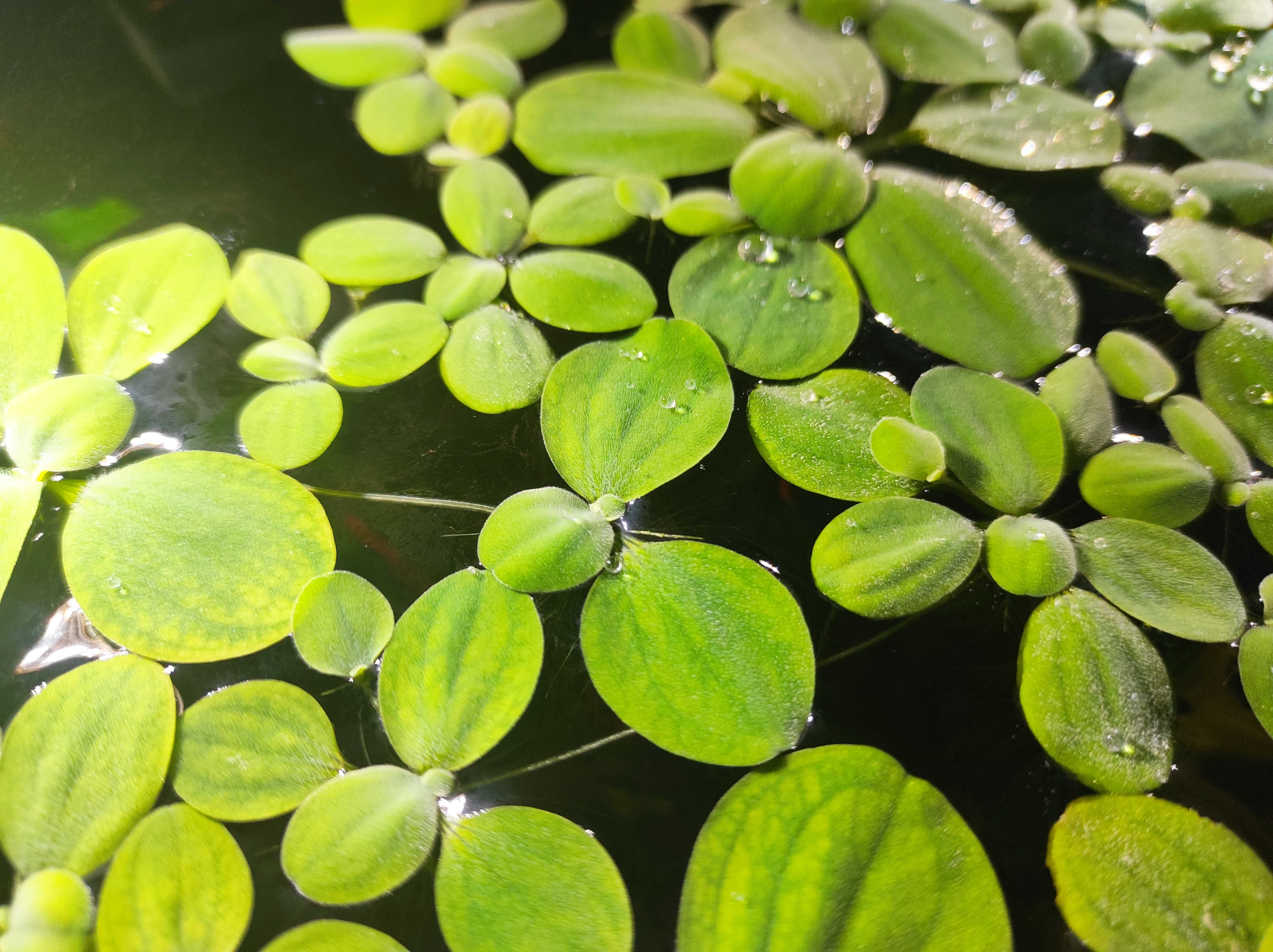 Pistia - Pistia Stratiotes