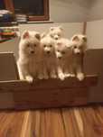 Szczenię samoyed