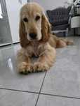 Cocker Spaniel chlopiec