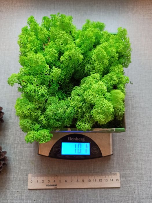 Стабілізований мох ягель 0,5 кг