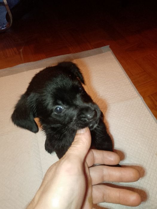 Oddam szczeniaki w dobre ręce