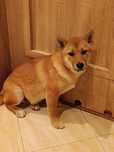 Shiba inu Śliczny Szczeniaczek