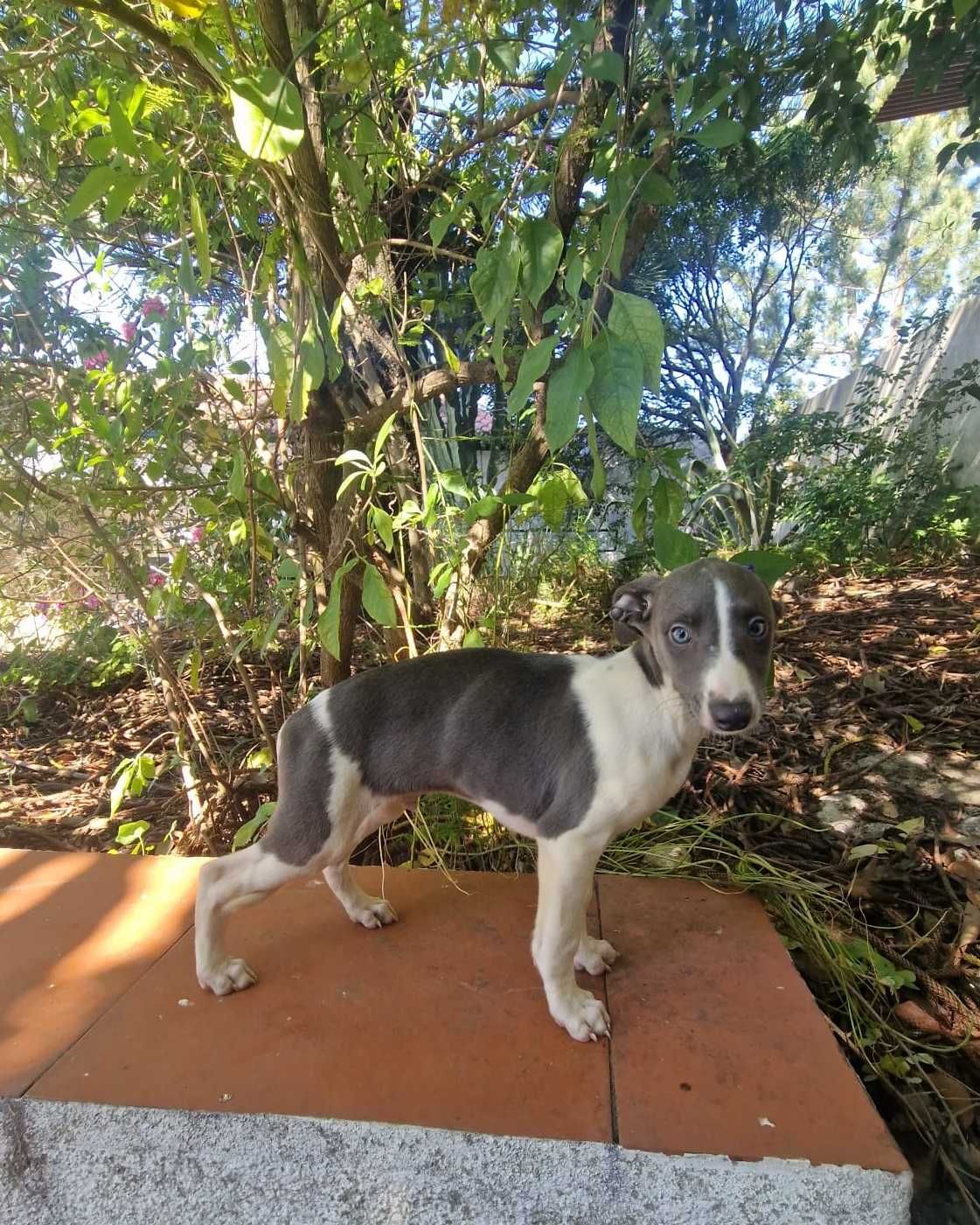 Whippet Malhado De Azul macho/ fêmea.