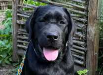 ZKwP (FCI) Labrador retriever- czarna suczka rodowodowa po championach