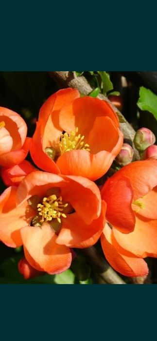 Кампсис, морозник, айва шиповник