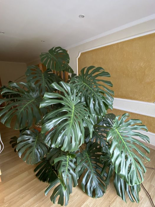 Монстера висотою 1.70, ширина 2м