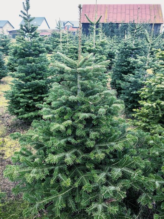 Jodła kaukaska plantacja 100-230 cm.