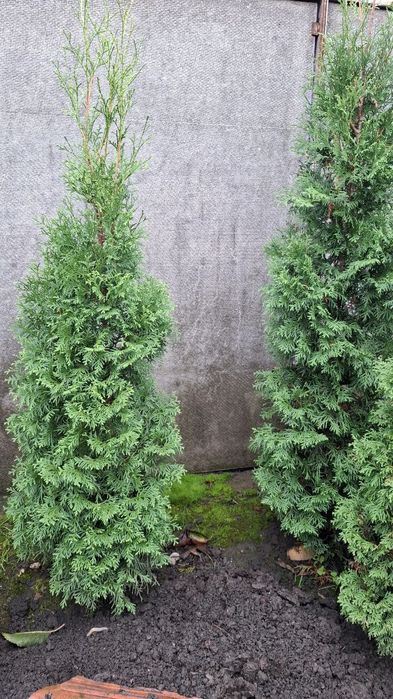 Продам туї (4шт)