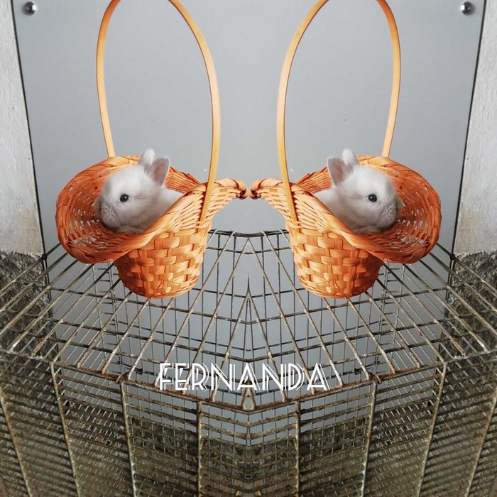 Coelhinhos Anões