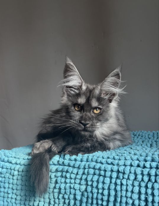 Котята Мейн кун