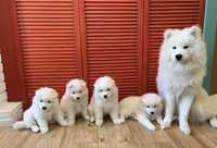 Samoyed Samojed szczenię