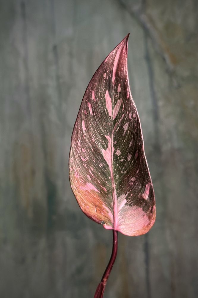 Philodendron Pink Princess - różowy Filodendron, pędówki Marble Galaxy