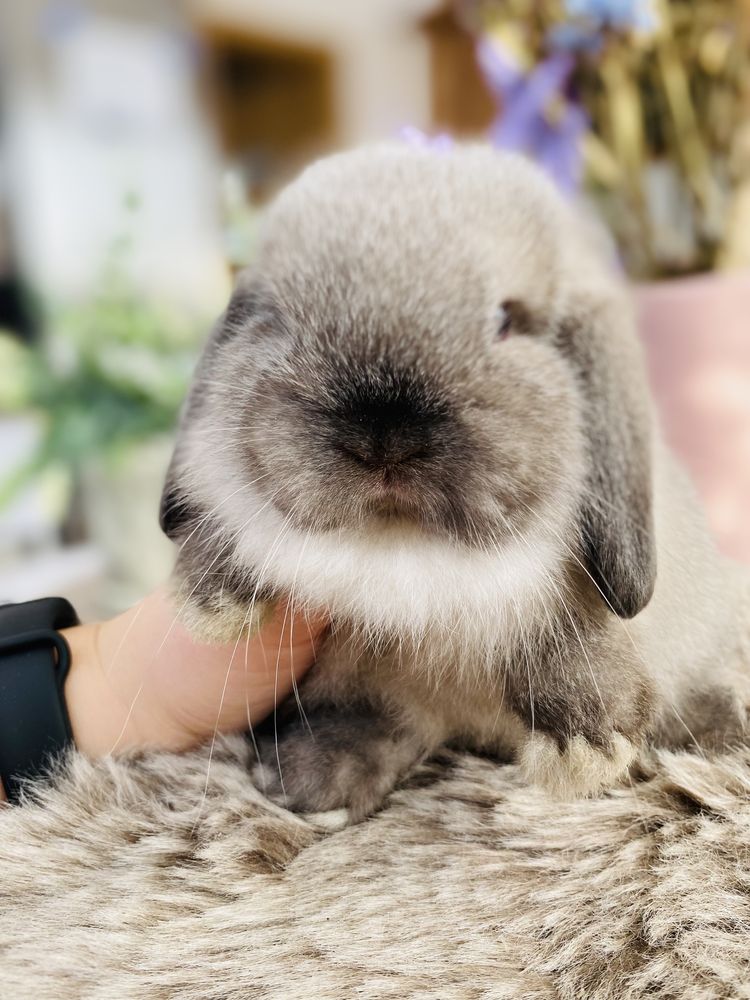 Hodowla królików MINI LOP - królik miniaturka/metryka