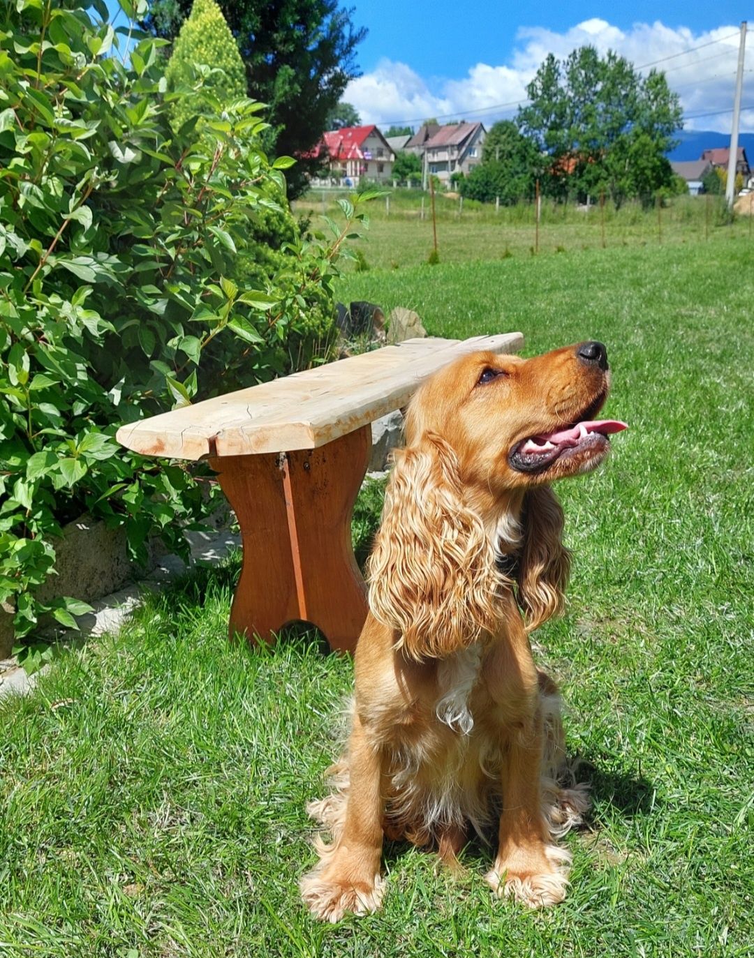 Cocker spaniel piesek szczeniak
