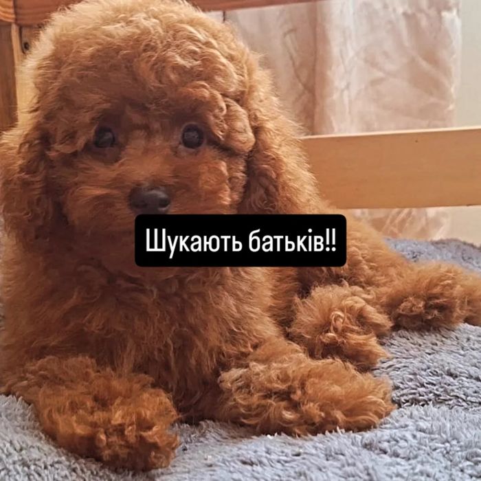 Продаж цуценята той пудель Ред Браун