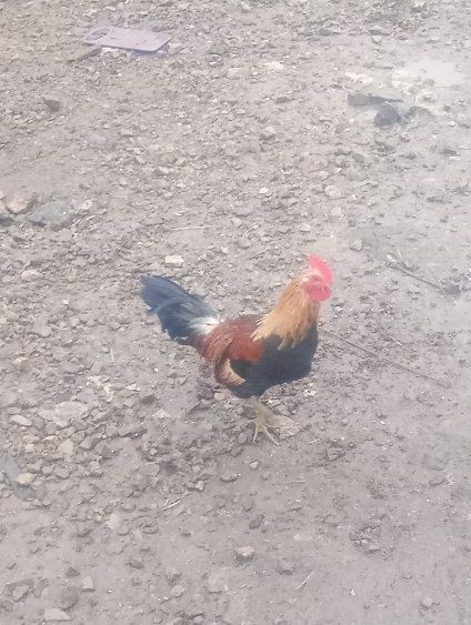 Sprzedam koguty liliputy