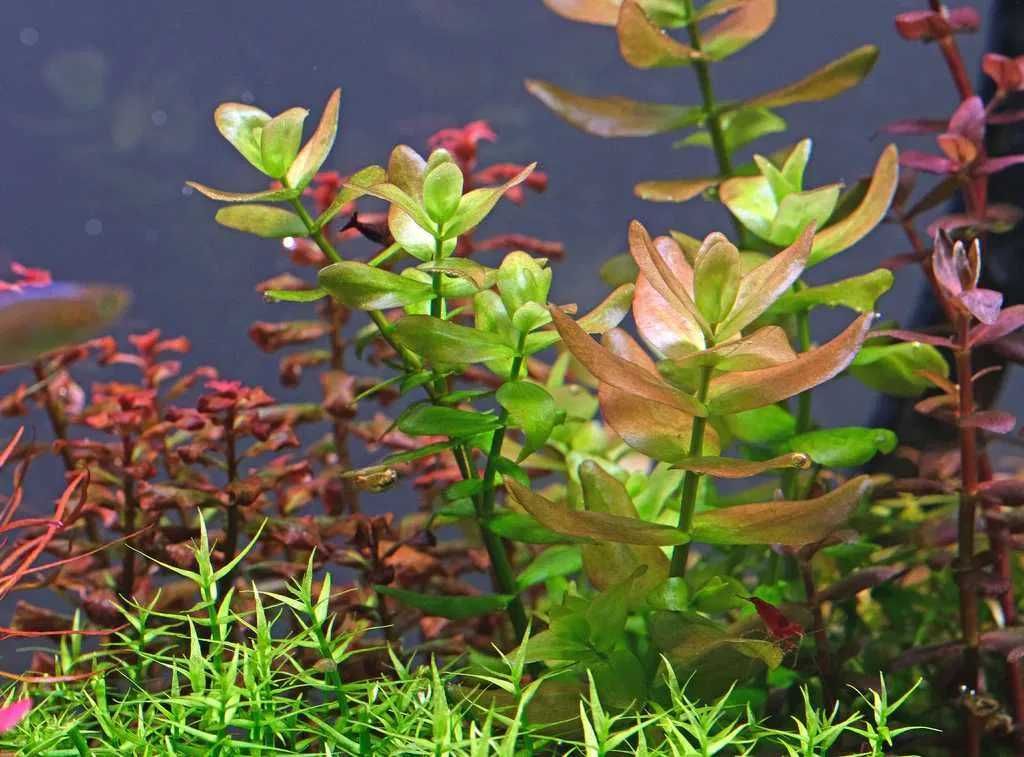 Plantas de aquário