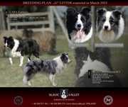 Border Collie ZkwP/FCI - piesek czarno-biały