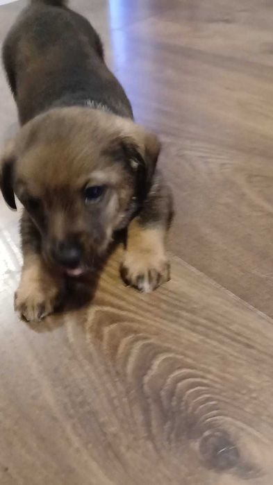 Oddam pieska w dobre ręce