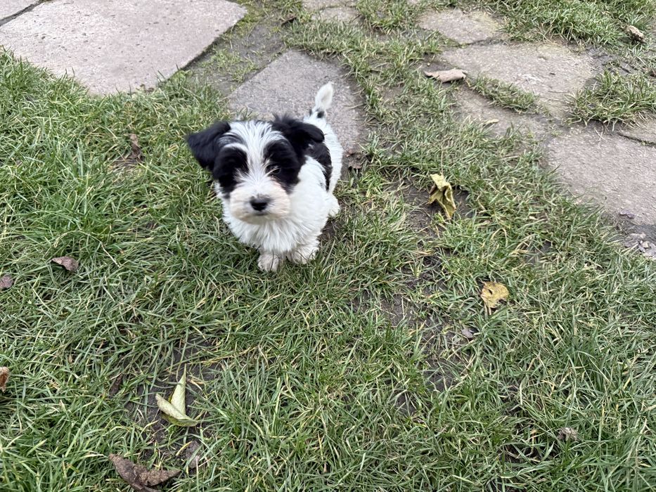 Sprzedam Yorkshire Terrier Biwer Morki