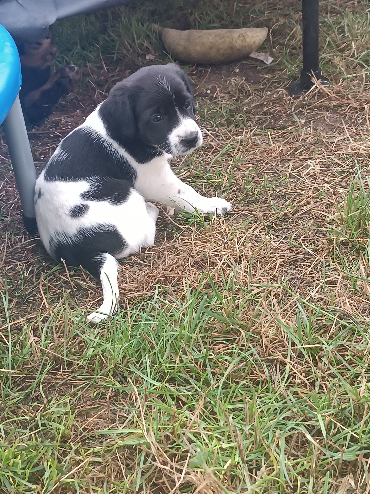 Pieski do adopcji