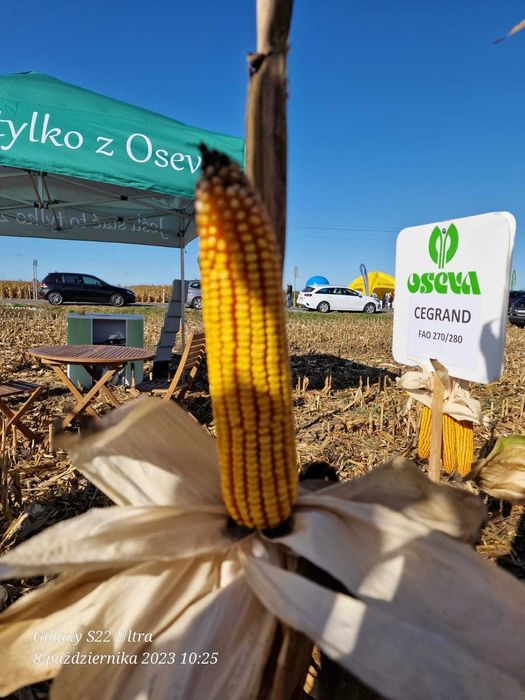 Kukurydza CEGRAND ziarno FAO 270/280 (80 tys. nasion) WYPRZEDAŻ