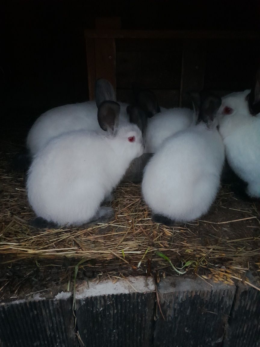 Kroliki kalifornijskie samce i samice mlode