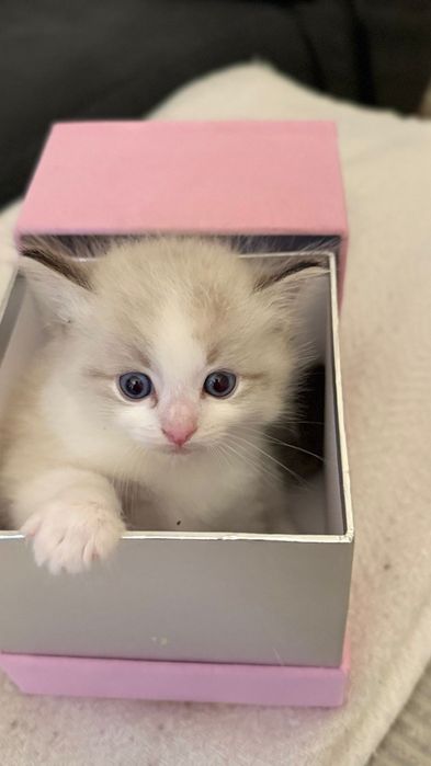 Ragdoll kocurek kotka kotyanna.pl