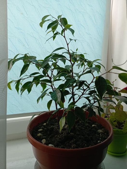 Вазон фікус Бенджаміна