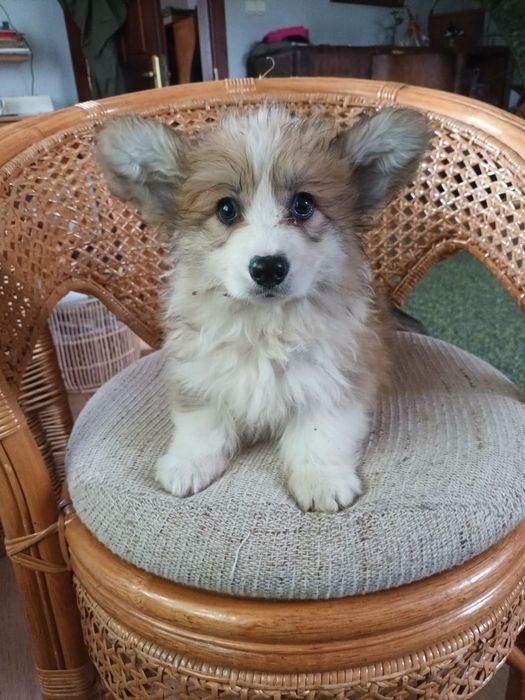 Welsh Corgi Pembroke fluffy