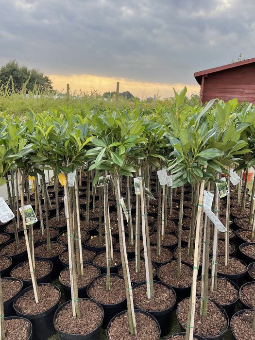 Laurowiśnia Caucasica na Pniu 100 cm 95 zł