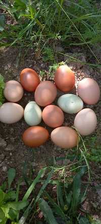 Ovos de galinha criadas ao ar livre