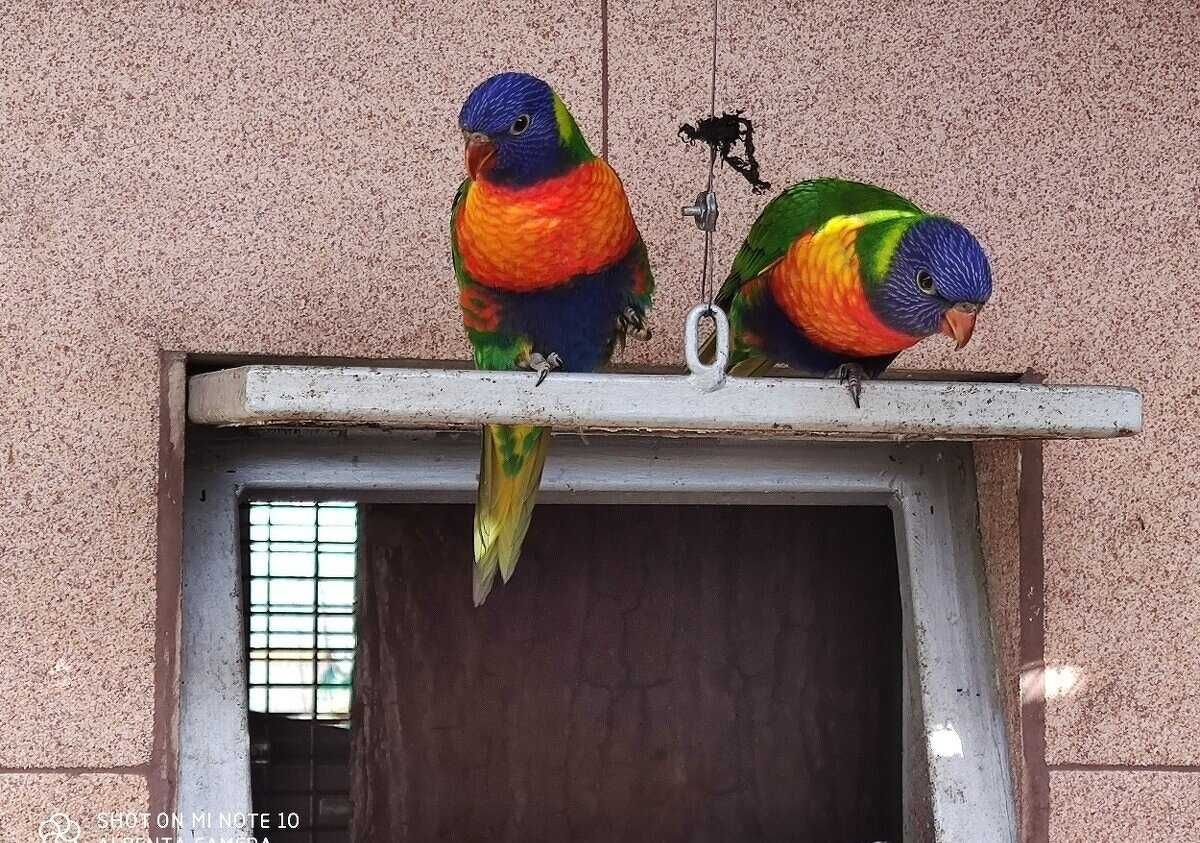 Лорикеты Разноцветные попугаи Лори