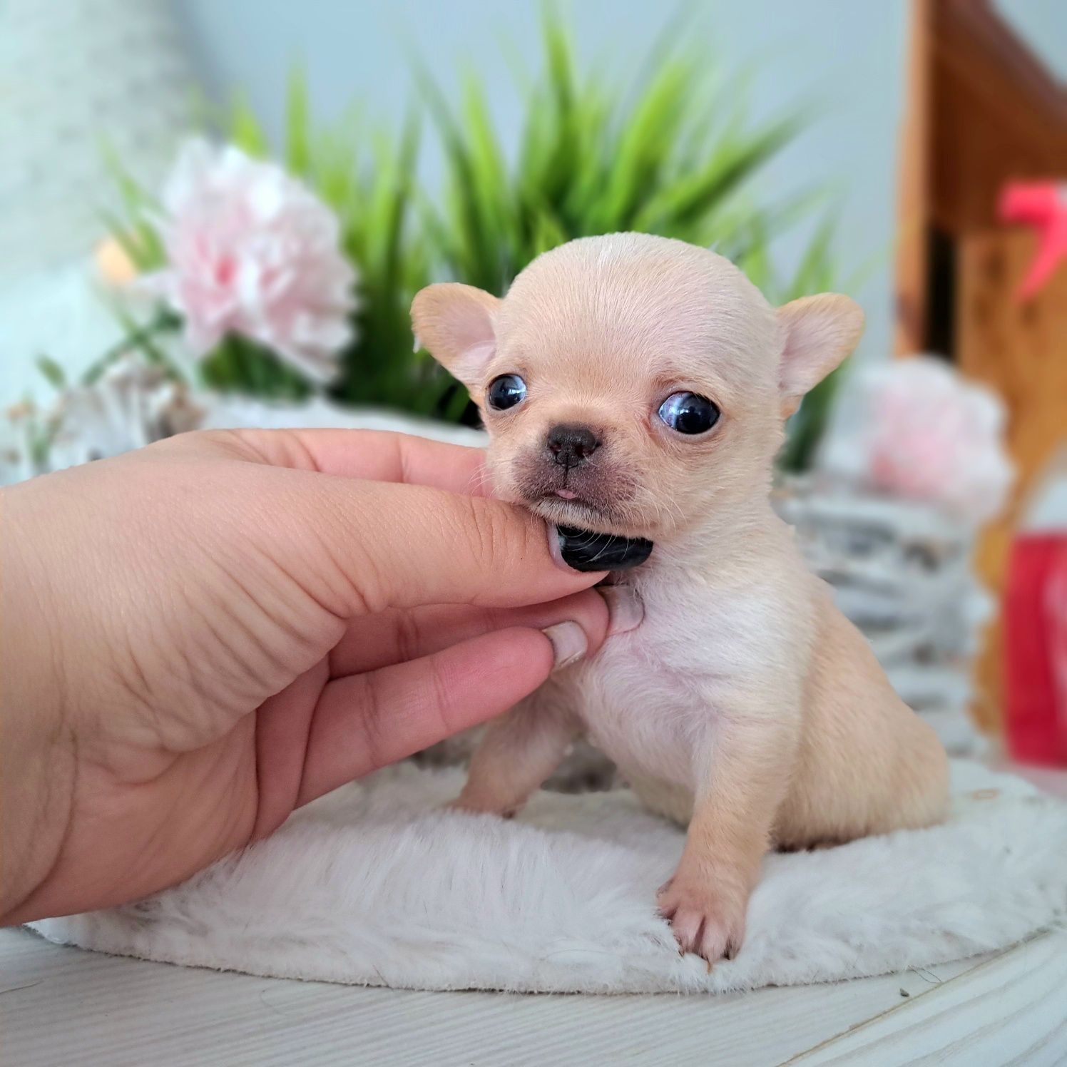 Marysia cudowna jaśniutka Chihuahua