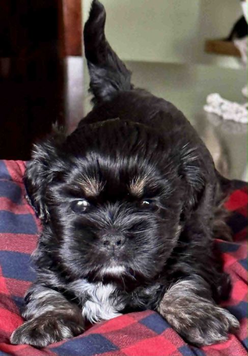 Cudne szczenię Lhasa Apso