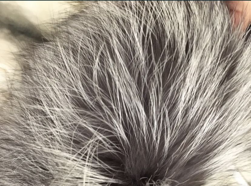 Зимова довга нова