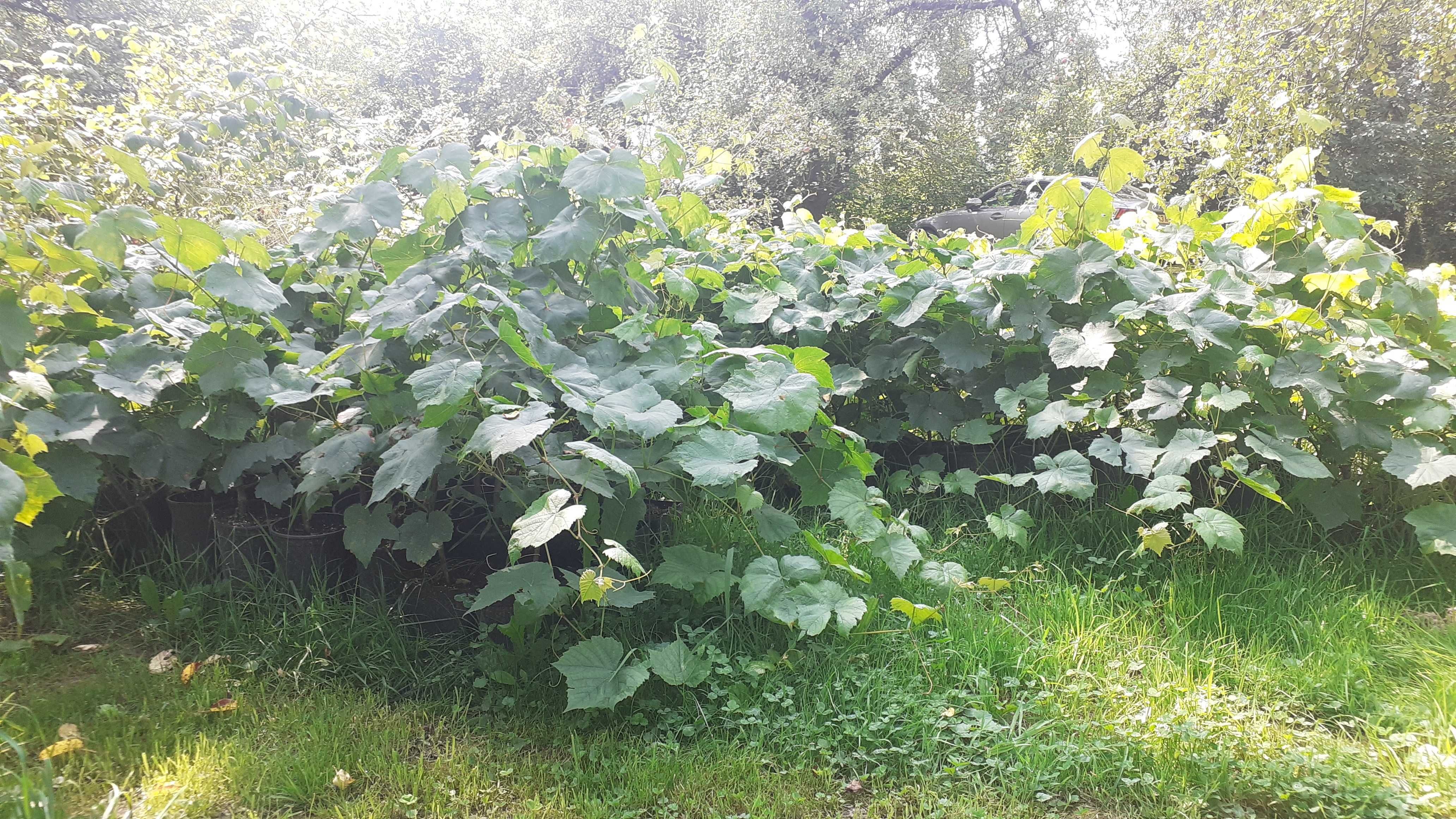 Sadzonki winorośli, winogron- winnica Roberta