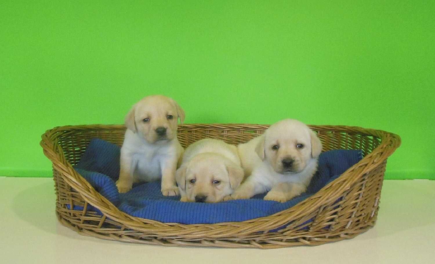 Labrador Retriever szczenię